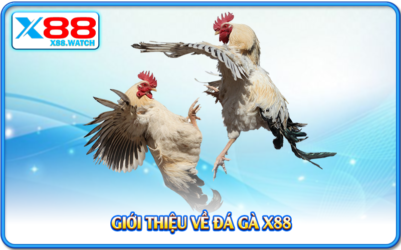 Giới thiệu về đá gà X88